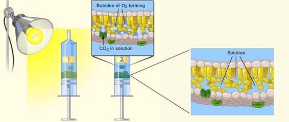 Floating leaf disk photosynthesis lab