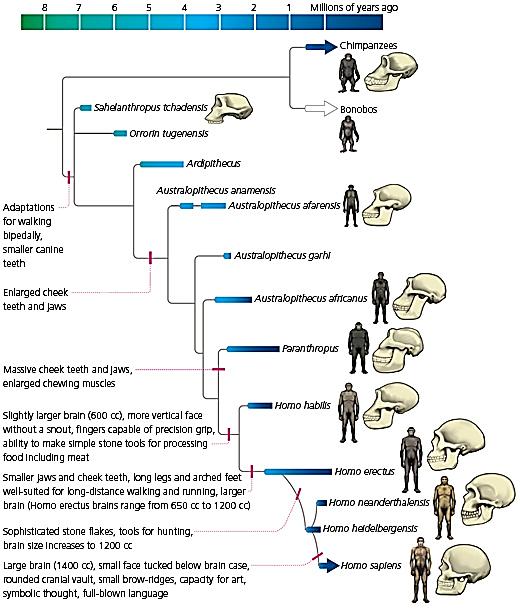 Hominid evogram