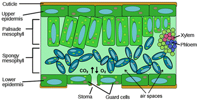 http://biologycorner.com/resources/leaf_anatomy_02.png