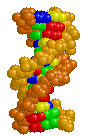 Description: an_dna