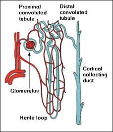 Description: http://petdoctormom.files.wordpress.com/2011/04/nephron.jpg