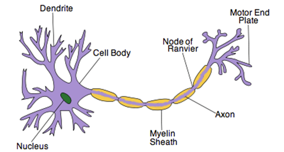 Image result for motor neuron