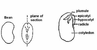 bean seed structure