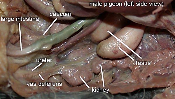 male_reproductive