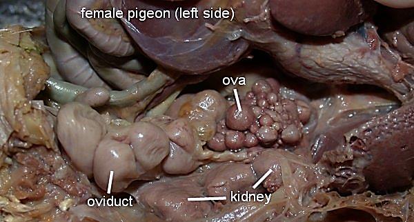 female_reproductive