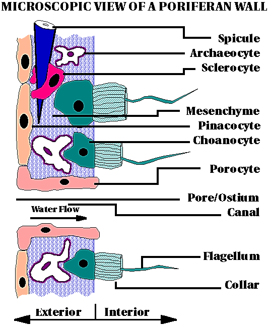 http://www.ucmp.berkeley.edu/porifera/images/morph2.gif