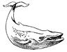Description: http://www.cksinfo.com/clipart/animals/wateranimals/whales/whale-BW.png